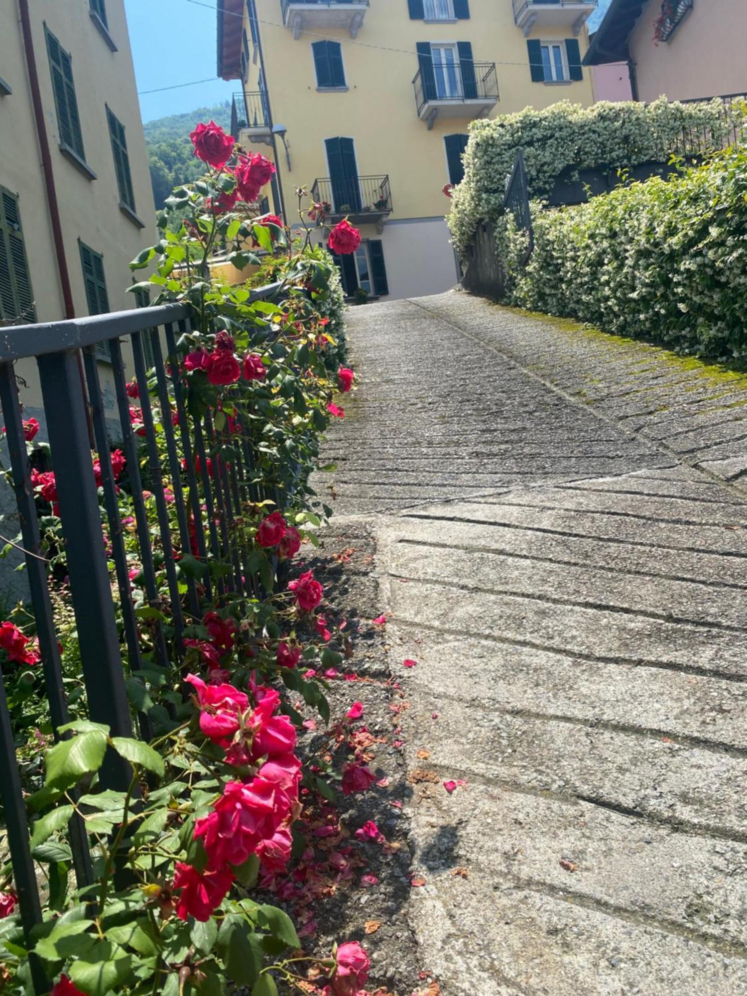 Peonia Apartment - Appartamento Vista Lago Lezzeno Eksteriør billede