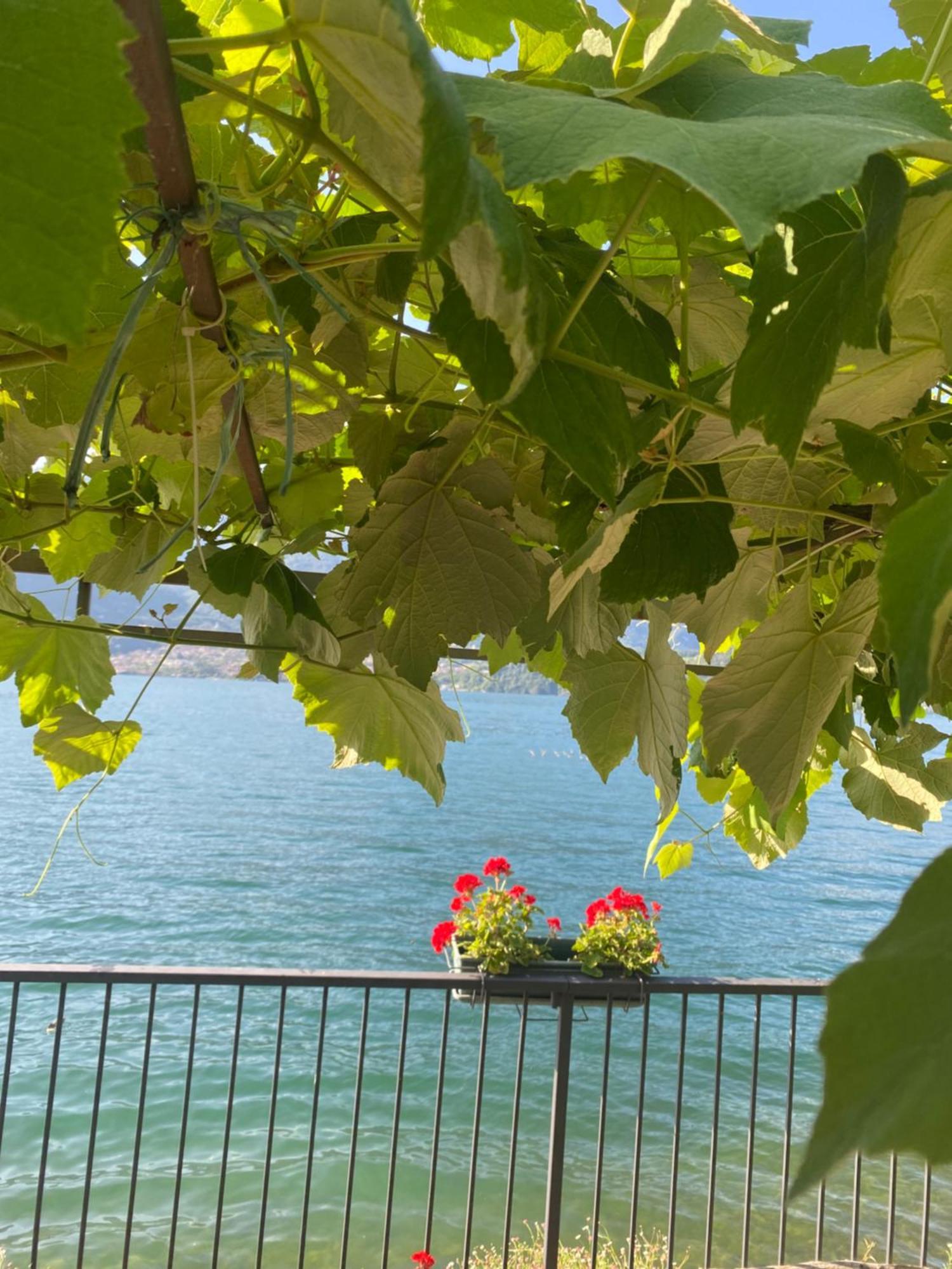 Peonia Apartment - Appartamento Vista Lago Lezzeno Eksteriør billede