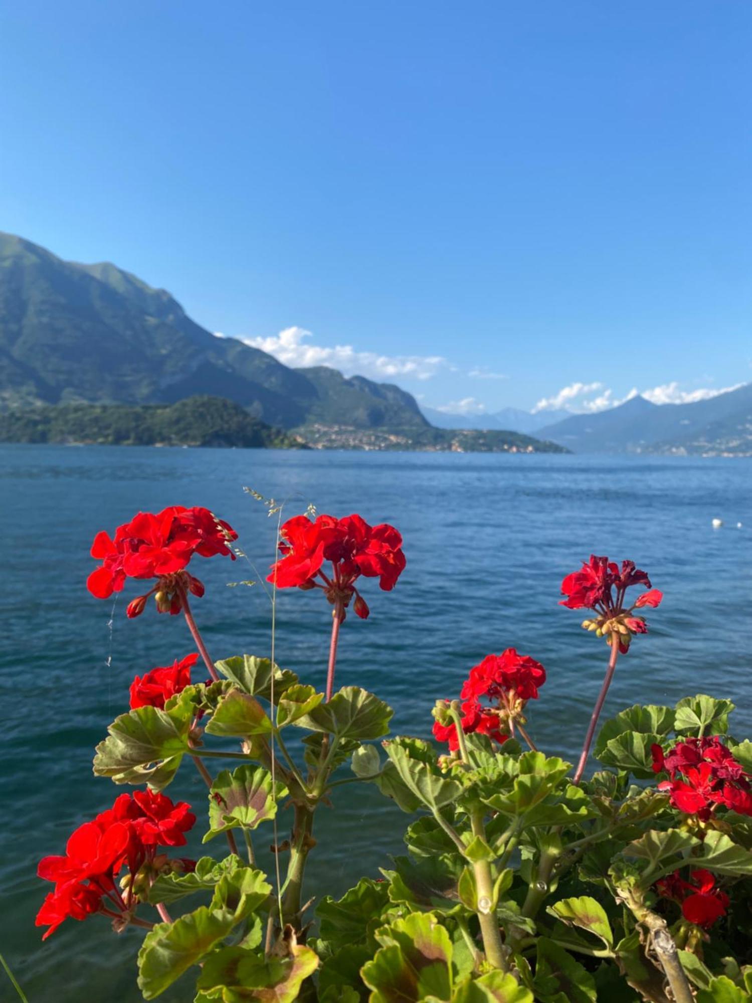 Peonia Apartment - Appartamento Vista Lago Lezzeno Eksteriør billede