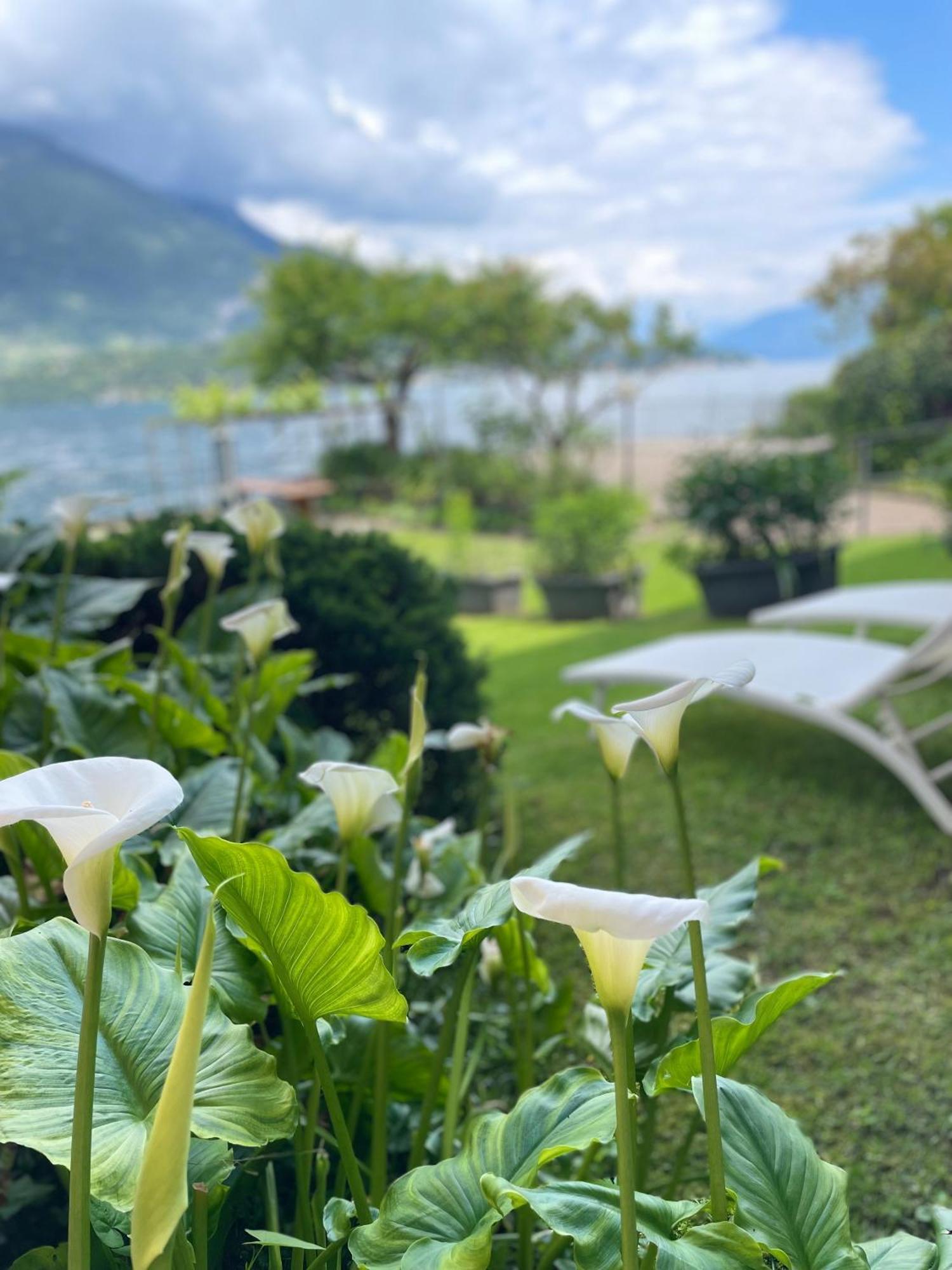 Peonia Apartment - Appartamento Vista Lago Lezzeno Eksteriør billede